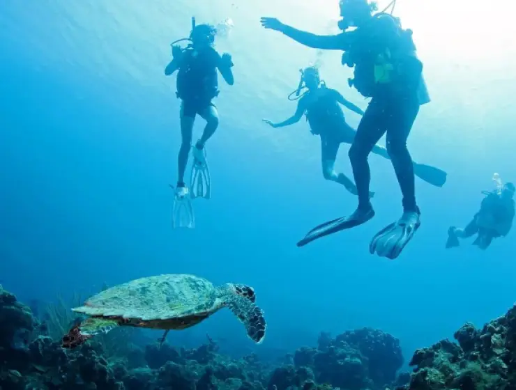 Dushi Diving