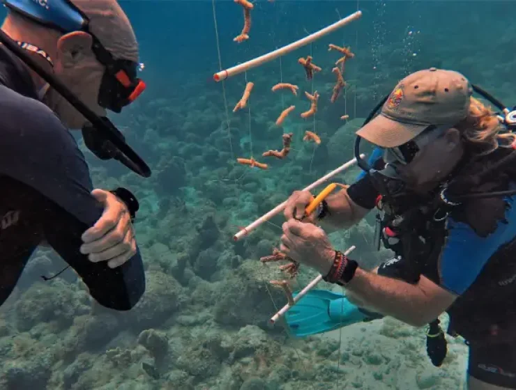 Divers Republic
